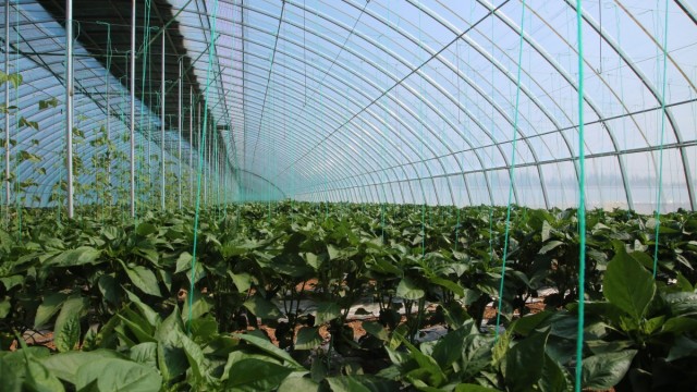 大中汉村：蔬菜产业托起群众致富梦