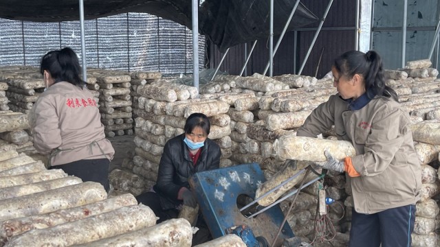 长治市长子利来农贸公司：人勤春来早 菇棚别样忙