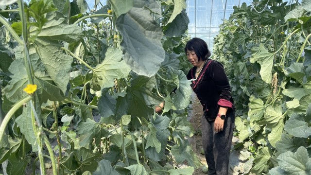 长治长子：蜜瓜藤上结出&ldquo;致富果&rdquo;
