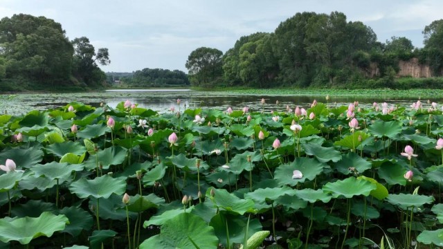 长治长子精卫湖：荷花绚烂绽放 绘就水韵丹青
