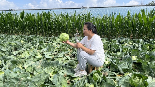 长治长子县乡村e镇：&ldquo;田间&rdquo;直播让农产品从地头走向全国