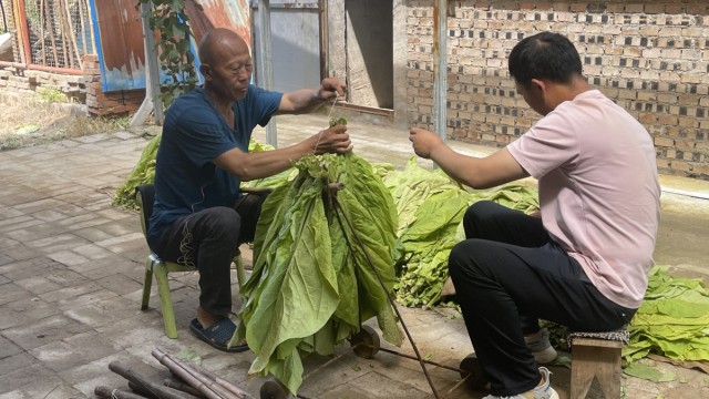 长治长子县王峪景区服务中心：&ldquo;黄金叶&rdquo;铺就群众致富路