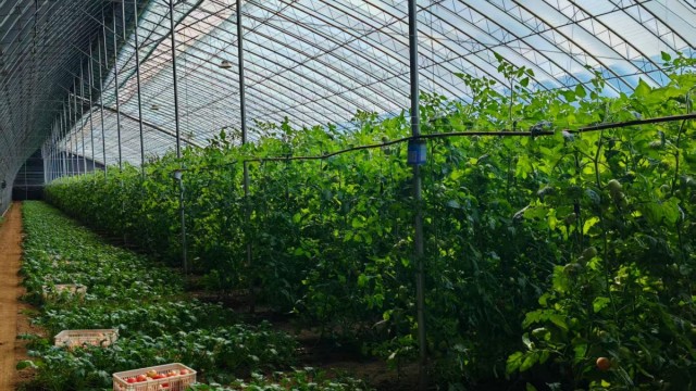 长治长子县庄乐村：西红柿串起“甜”日子