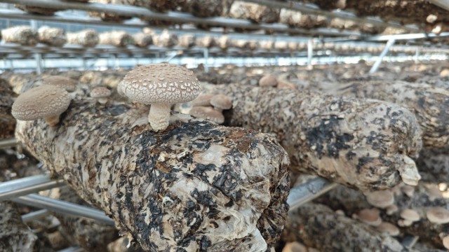 长治长子县利来生物园区：反季香菇喜获丰收