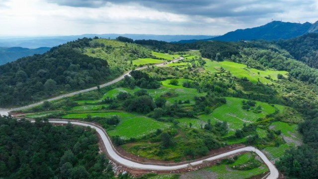 长治长子县：党参田里孕育新希望