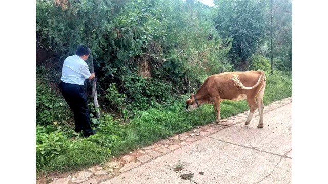 山西黎城农商银行：下乡服务遇&ldquo;牛&rdquo;事 紧急救助显担当