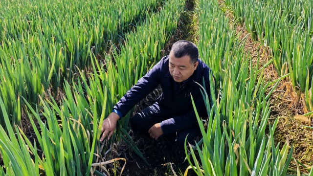 葱香飘满致富路&mdash;&mdash;长子农商银行精准&ldquo;贷&rdquo;动乡村产业振兴