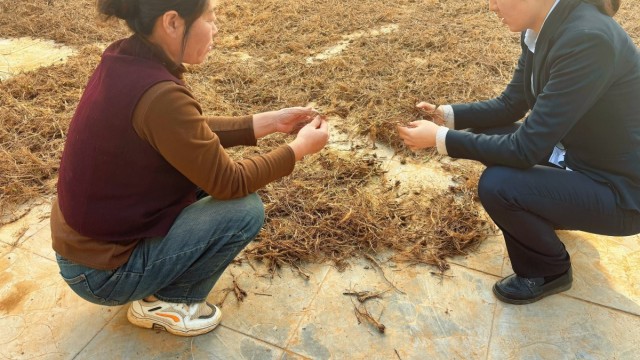 长治长子农商银行：&ldquo;惠农贷&rdquo;助力药香飘沃野