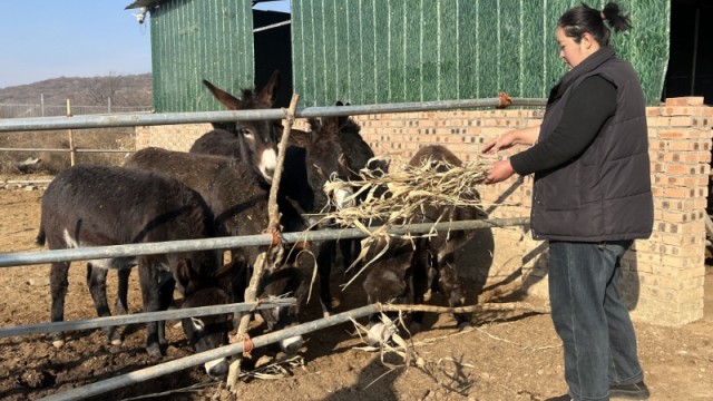 长子李继丽：秸秆养驴，返乡闯出致富路