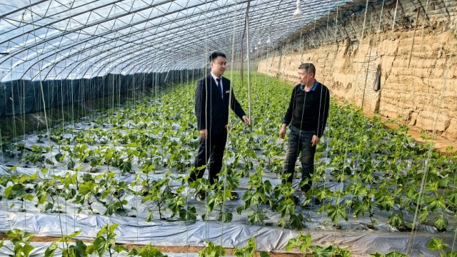 晋享贷 助农点亮温室春意