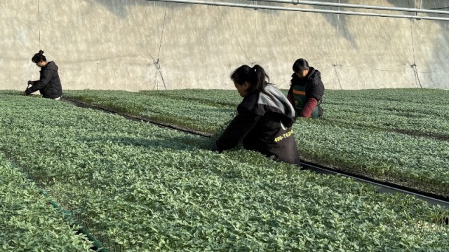 长治市长子一田农业园区：&ldquo;小种苗&rdquo;串起&ldquo;大产业&rdquo;