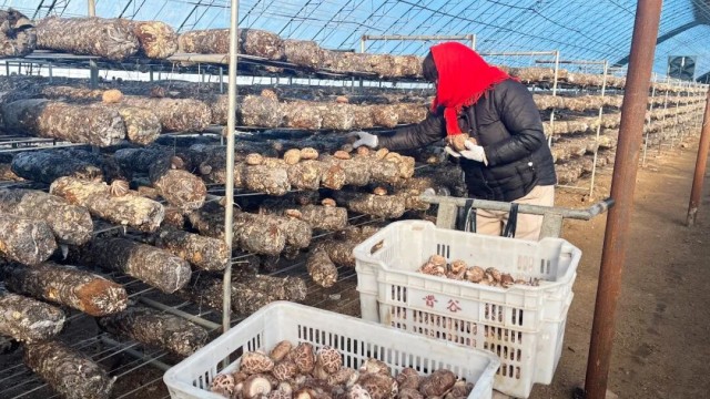 长治市长子县庄里村：香菇采收忙 撑起&ldquo;致富伞&rdquo;