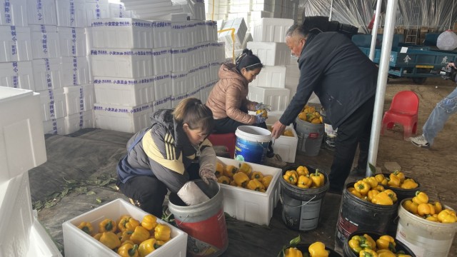 新春走基层|长治市长子县王家圪倒村：彩椒满枝迎丰收