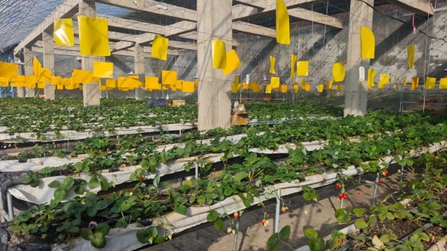 新春走基层：人勤春早复工忙 果蔬飘香促增收