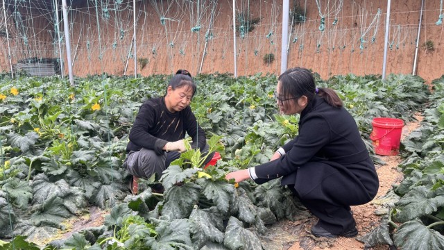 齐婷婷：硕士村官担使命 扎根乡村绽芳华