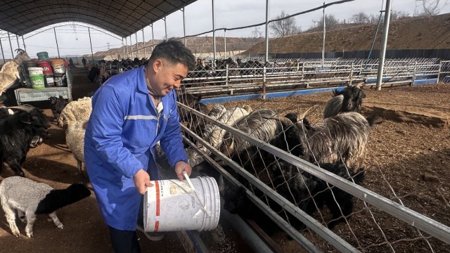 长治市长子县崇仁村：黑山羊蹚出致富路
