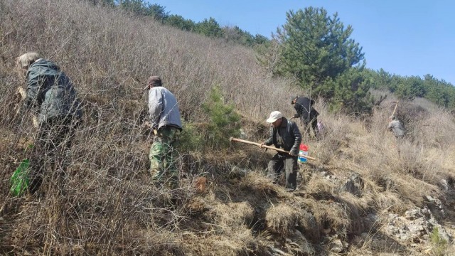 长治市平顺：林下育良参 生态惠民生
